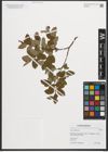 Foto von Salix myrtilloides L.